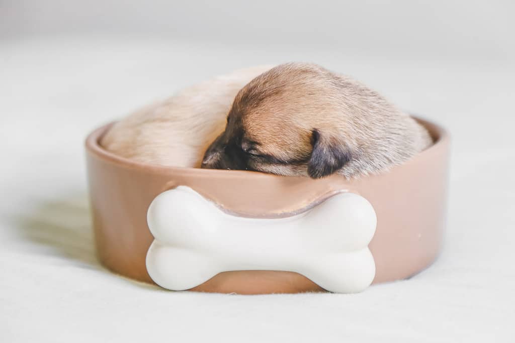 New puppy checklist - your starter list of the right accessories that you'll need which will help your pup to feel right at home.