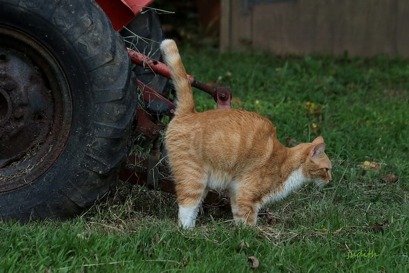 Cat Spraying To Mark Their Territory
