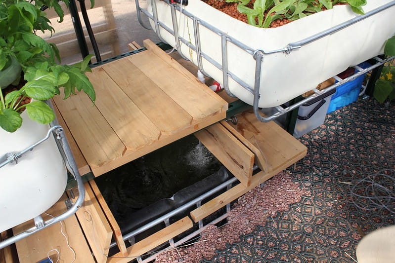 Start your own aquaponics in your own backyard to grow your own green vegetables